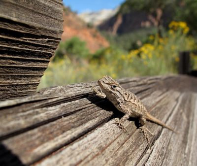 Fence lizard